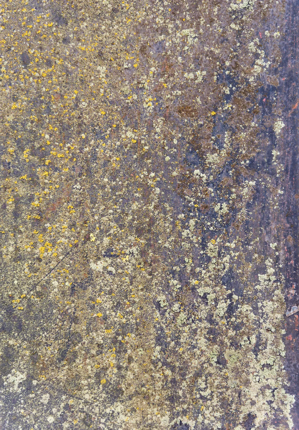 Tapis Wilton - Rey (bleu/multicolore)